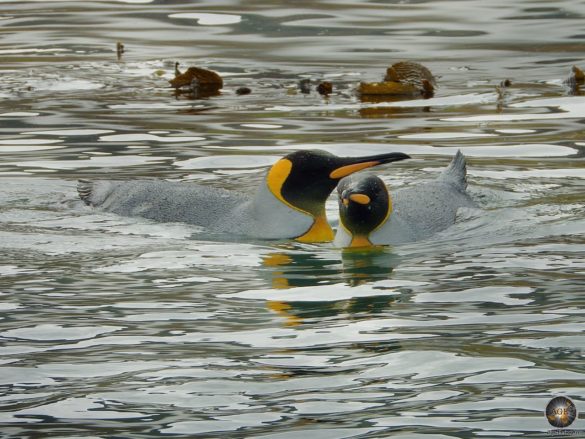 Schwimmende Königspinguine (Aptenodytes patagonicus) Jason Harbour Südgeorgien - Sea Spirit Antarktis-Kreuzfahrt