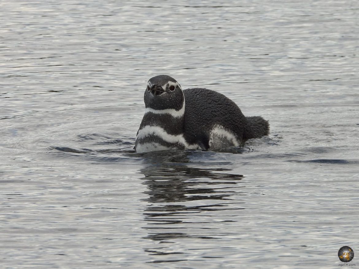 Schwimmender Magellan-Pinguin im Beagle-Kanal Isla Martillo - Bootsausflug Puerto Almanza - Ushuaia Argentinien Feuerland Südamerika Antarktisreise