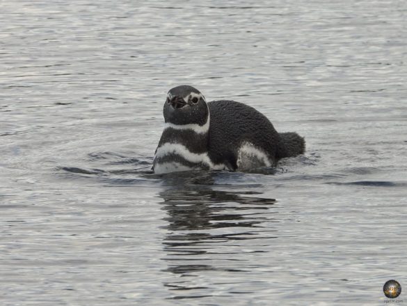 Schwimmender Magellan-Pinguin im Beagle-Kanal Isla Martillo - Bootsausflug Puerto Almanza - Ushuaia Argentinien Feuerland Südamerika Antarktisreise