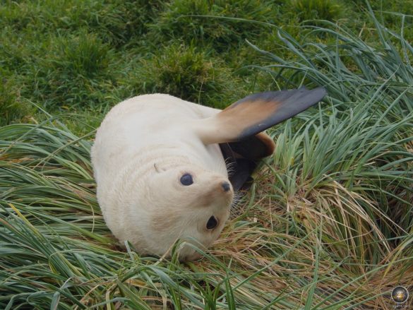 Weiße Farbmorphe Antarktischer Seebär bei Grytviken in Südgeorgien