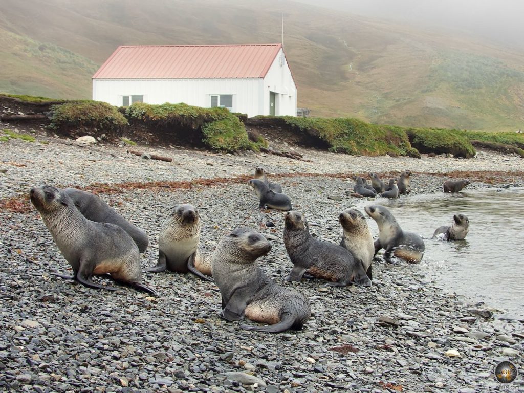 Grytviken Zuid-Georgia, voormalige nederzetting en walvisvaartstation Pelsrobben begroeten gasten bij Grytviken South Georgia - Sea Spirit Antarctic Voyage - South Georgia Grytviken