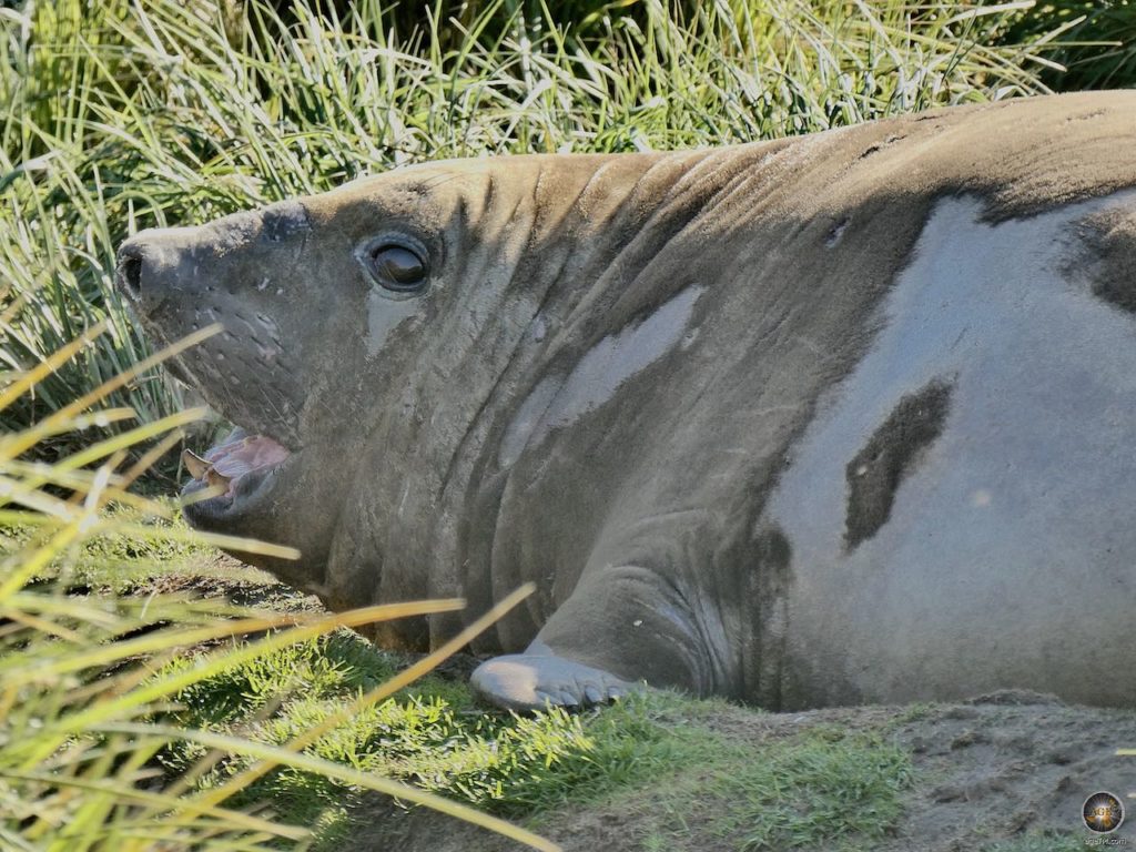 Südlicher See-Elefant (Mirounga leonina) bei Jason Harbour Südgeorgien - Sea Spirit Antarktisreise
