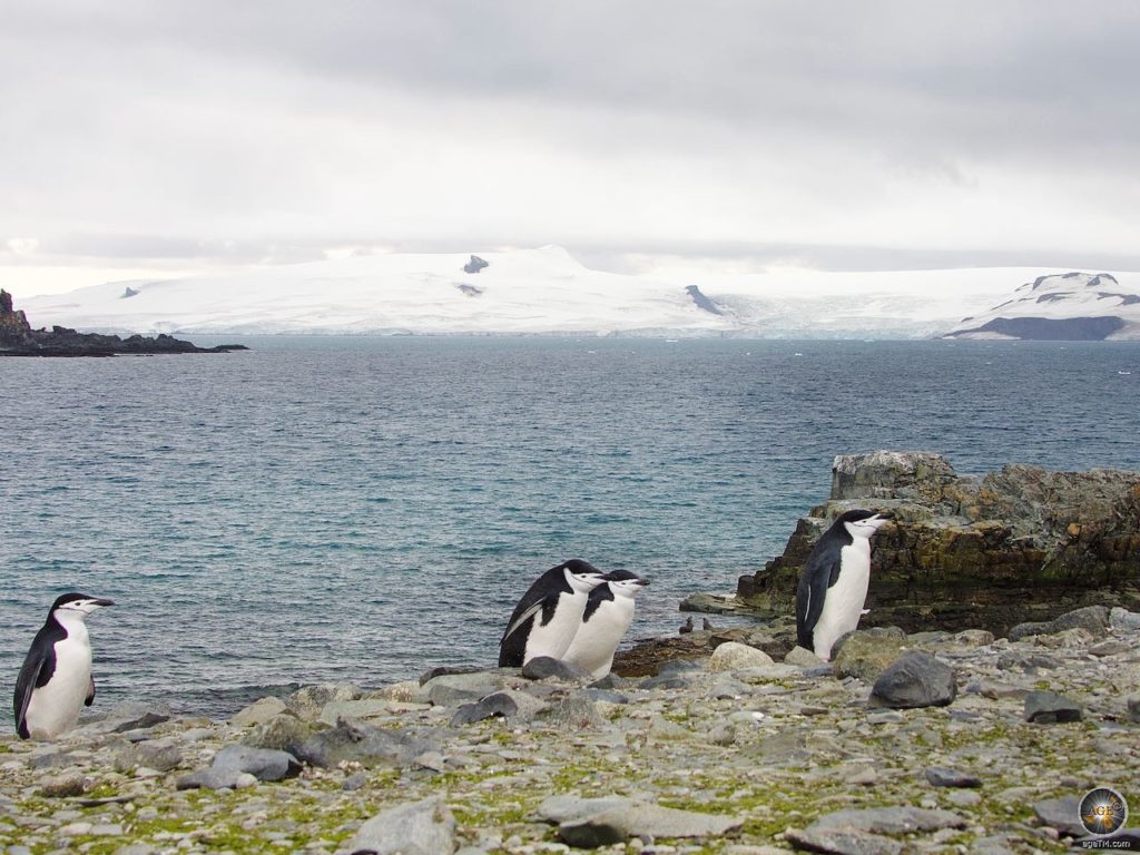 Zügelpinguine (Pygoscelis antarctica) und Landschaft von Halfmoon Island - Sea Spirit Antarktis-Expedition