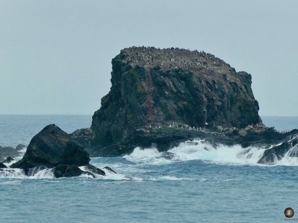 Zügelpinguine am Point Wild Elephant Island Süd-Shetland-Inseln - Antarktis Expedition Kreuzfahrt Sea Spirit