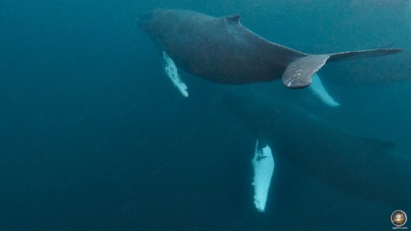 Buckelwale (Megaptera novaeangliae) Unterwasseraufnahme bei Skjervoy in Norwegen
