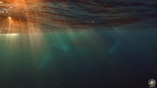 Buckelwale (Megaptera novaeangliae) im Sonnenlicht bei Skjervoy in Norwegen