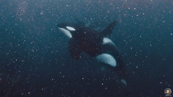 Großer Schwertwal (Orcinus orca) beim Carousel Feeding - Schnorcheln mit Orcas in Skjervoy Norwegen
