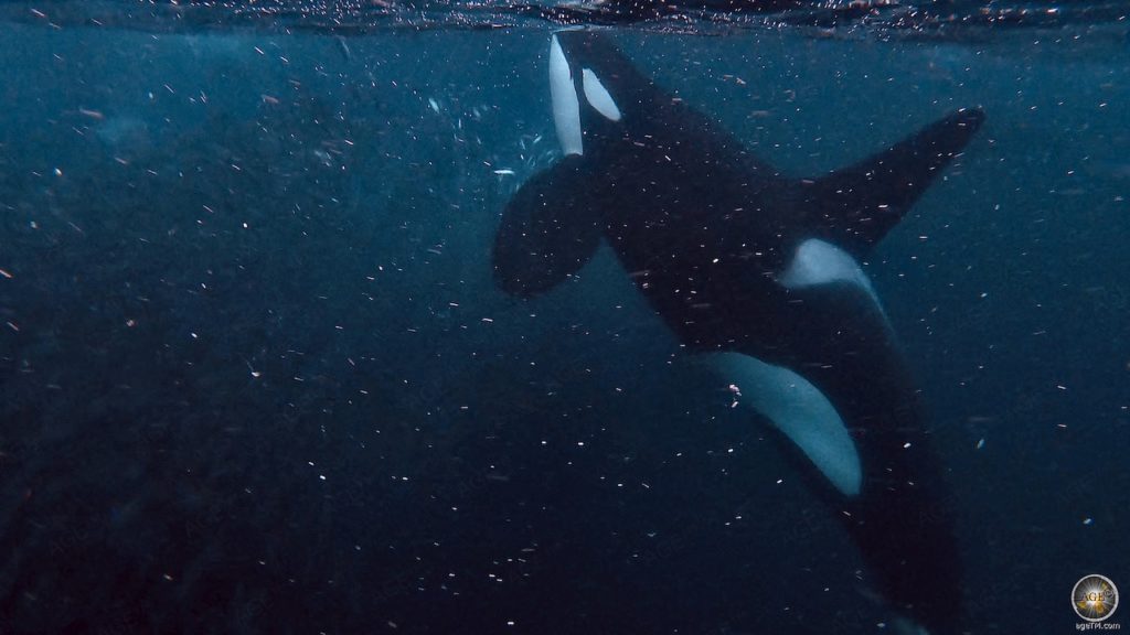 Großer männlicher Schwertwal (Orcinus orca) taucht auf - Schnorcheln mit Orcas in Skjervoy Norwegen