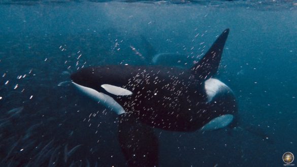 Großer männlicher Schwertwal (Orcinus orca) und kleiner Hering - Schnorcheln mit Orcas in Skjervoy Norwegen