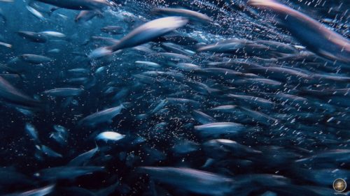 Heringe beim Carousel Feeding der Orcas in Skjervoy Norwegen