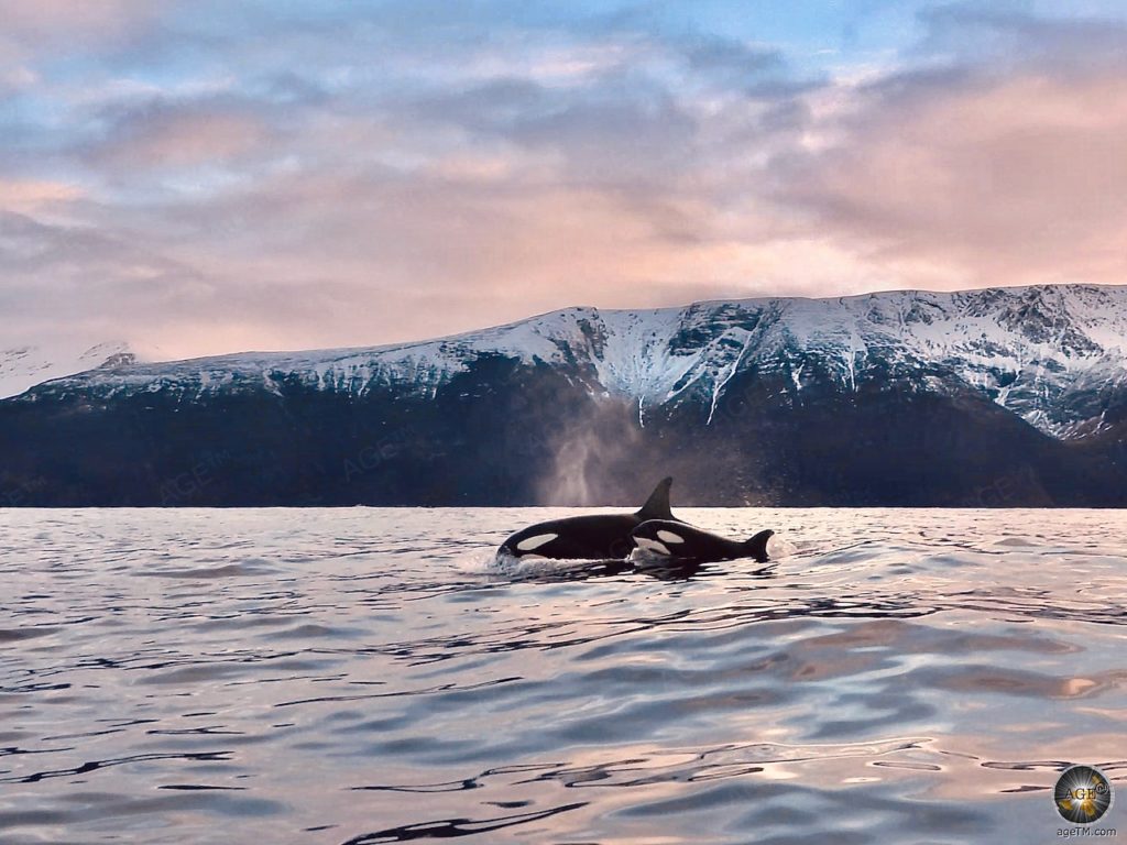 Walbeobachtung: Auf den Spuren der sanften Riesen 60Fotos 31 Junger und adulter Schwertwal (Orcinus orca) Walbeobachtung in Skjervoy Norwegen