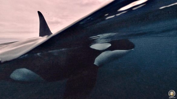 Männlicher Schwertwal (Orcinus orca) - Schnorcheln mit Orcas in Skjervoy Norwegen
