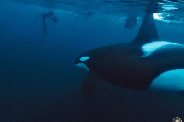 Männlicher Schwertwal (Orcinus orca)und Taucher - Schnorcheln mit Orcas in Skjervoy Norwegen