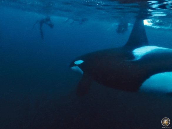 Männlicher Schwertwal (Orcinus orca)und Taucher - Schnorcheln mit Orcas in Skjervoy Norwegen
