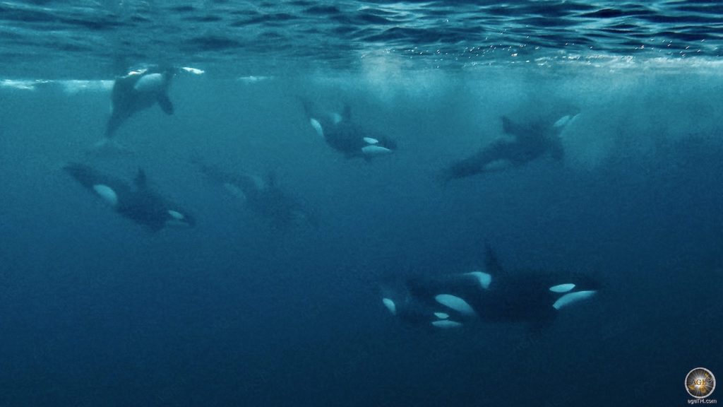 Orca Familie unter Wasser - Schnorcheln mit (Orcas Orcinus orca) in Skjervoy Norwegen - Schwertwal Fakten