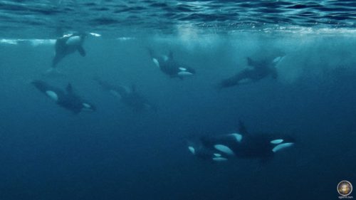 Orca Familie unter Wasser - Schnorcheln mit (Orcas Orcinus orca) in Skjervoy Norwegen