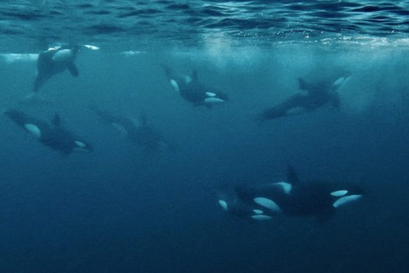 Orca Familie unter Wasser - Schnorcheln mit (Orcas Orcinus orca) in Skjervoy Norwegen