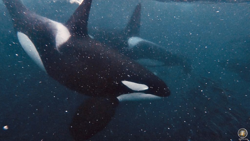 Orca (Orcinus orca) jagen Heringe - Schnorcheln mit Orcas in Skjervoy Norwegen