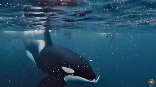 Orca frist einen Hering - Der Orca : Schwertwal gehört zur Familie der Delfine - Unterwasserfoto Skjervoy Norwegen