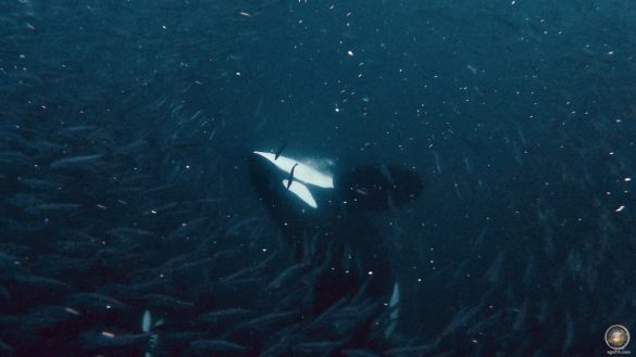 Orca und Heringe beim Carousel Feeding - Schnorcheln mit Orcas in Skjervoy Norwegen