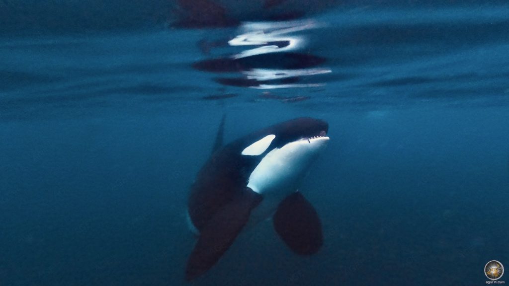 Orcas (Orcinus orca) sind Zahnwale und gehören zur Familie der Delfine - Unterwasserfoto Skjervoy Norwegen