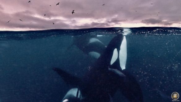 Orcas Schwertwale (Orcinus orca) Nahaufnahme - Schnorcheln mit Orcas in Skjervoy Norwegen