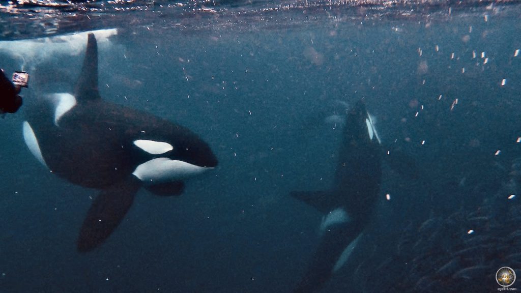 Walvissen spotten: Op het spoor van de vriendelijke reuzen 60 foto's Orka's jagen op haring - Carrousel voeren - Snorkelen met orka's Skjervoy Noorwegen