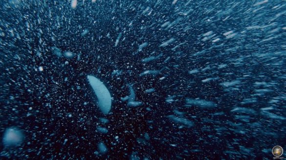 Orcas nutzen Luftblasen um Heringe zu jagen -Carousel Feeding bei Skjervoy Norwegen