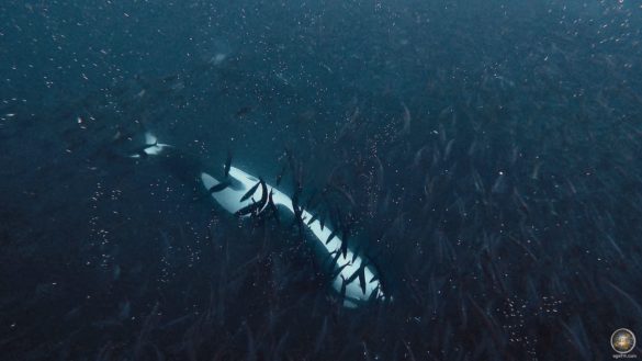 Orcas treiben einen Heringsschwarm zusammen - Schnorcheln mit Orcas in Skjervoy Norwegen