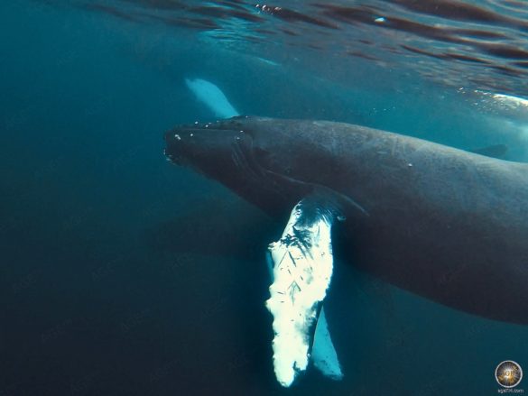 Schnorcheln mit Buckelwalen (Megaptera novaeangliae) Lofoten-Opplevelser in Skjervoy Norwegen - Buckelwal Steckbrief