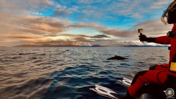 Schnorcheln mit Buckelwalen (Megaptera novaeangliae) Walbeobachtung mit Lofoten-Opplevelser in Skjervoy Norwegen