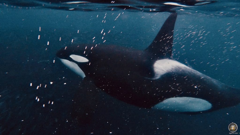 Schnorcheln mit Orcas in Skjervoy Norwegen - Großer männlicher Schwertwal (Orcinus orca)