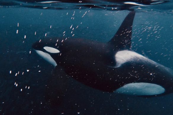 Schnorcheln mit Orcas in Skjervoy Norwegen - Großer männlicher Schwertwal (Orcinus orca)