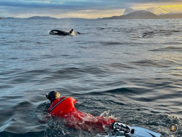 Schnorcheln mit Orcas in Skjervoy - Schwertwal (Orcinus orca) - Walbeobachtung in Norwegen mit Lofoten-Opplevelser