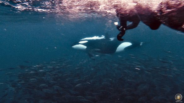 Schnorcheln mit Orcas mit Lofoten-Opplevelser in Skjervoy Norwegen