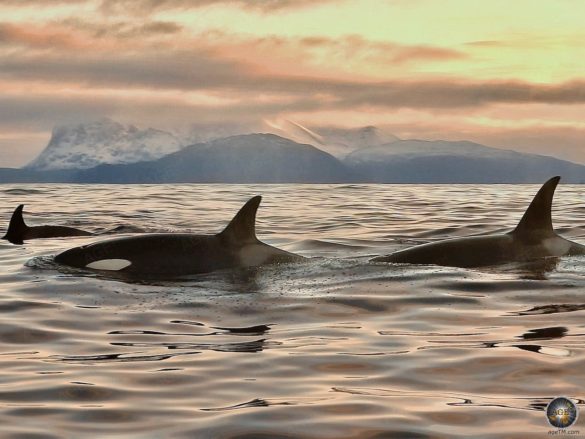 Schwertwale (Orcinus orca) Walbeobachtung in Norwegen - Schnorcheln mit Orcas in Skjervoy