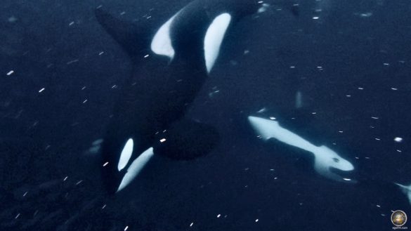 Schwertwale (Orcinus orca) bei der Jagd von Heringen - Schnorcheln mit Orcas in Skjervoy Norwegen