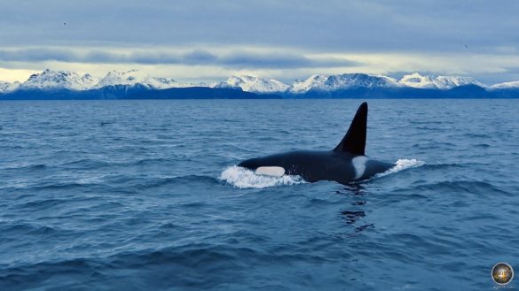 Großer Schwertwal (Orcinus orca) Walbeobachtung in Norwegen - Schnorcheln mit Orcas in Skjervoy