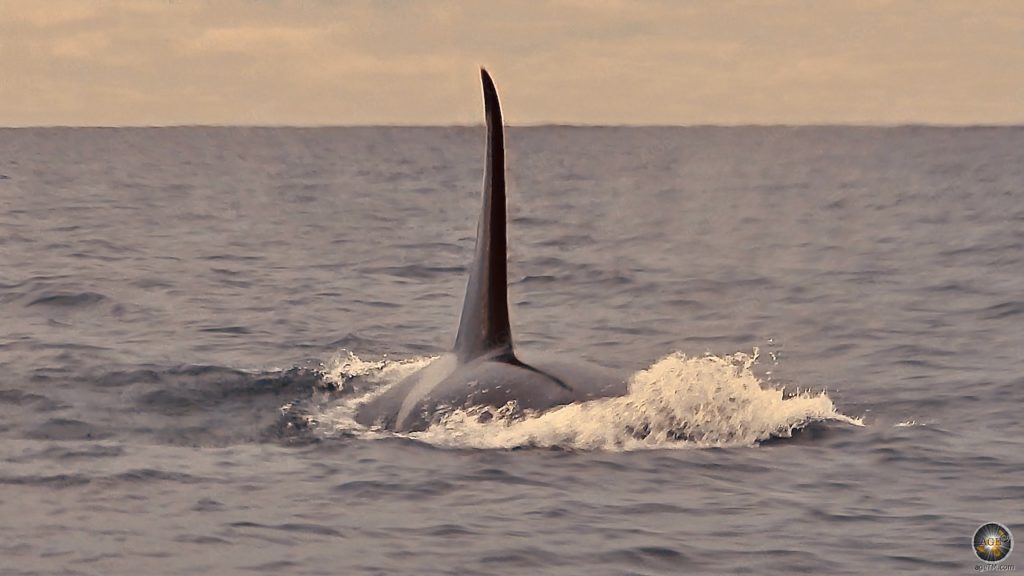 Walbeobachtung: Auf den Spuren der sanften Riesen 60Fotos 23 Großer männlicher Schwertwal (Orcinus orca) Nahaufnahme - Walbeobachtung in Skjervoy Norwegen
