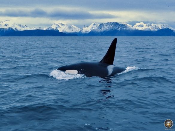 Großer männlicher Schwertwal (Orcinus orca) Walbeobachtung in Norwegen - Schnorcheln mit Orcas in Skjervoy