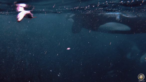 Heringsjagd der Orcas - Schnorcheln mit Orcas in Skjervoy Norwegen