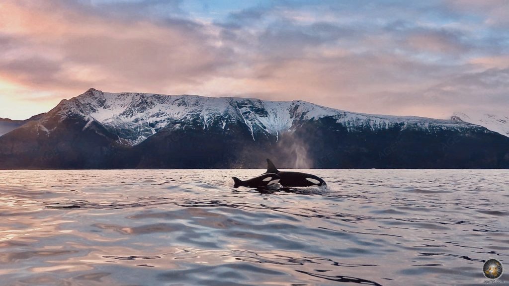 Junger und adulter Schwertwal (Orcinus orca) bei der Walbeobachtung in Skjervoy Norwegen