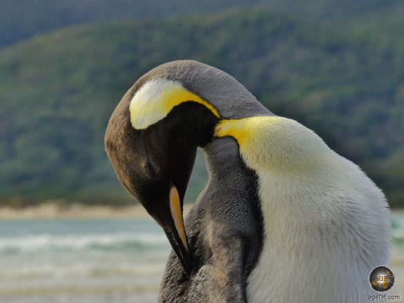 Königspinguin (Aptenodytes patagonicus) Königspinguin Doughboy Bay Stewart Island Rakiura Neuseeland Pinguin