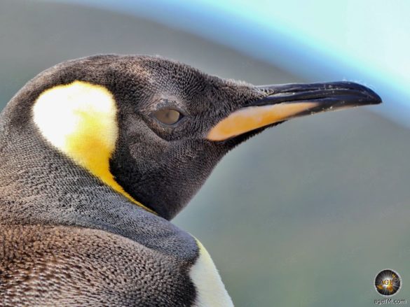 Königspinguin Portrait auf Stewart Island, Neuseeland.
