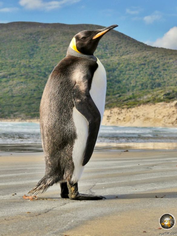 Königspinguin (Aptenodytes patagonicus) Fotografie Doughboy Bay in Neuseeland