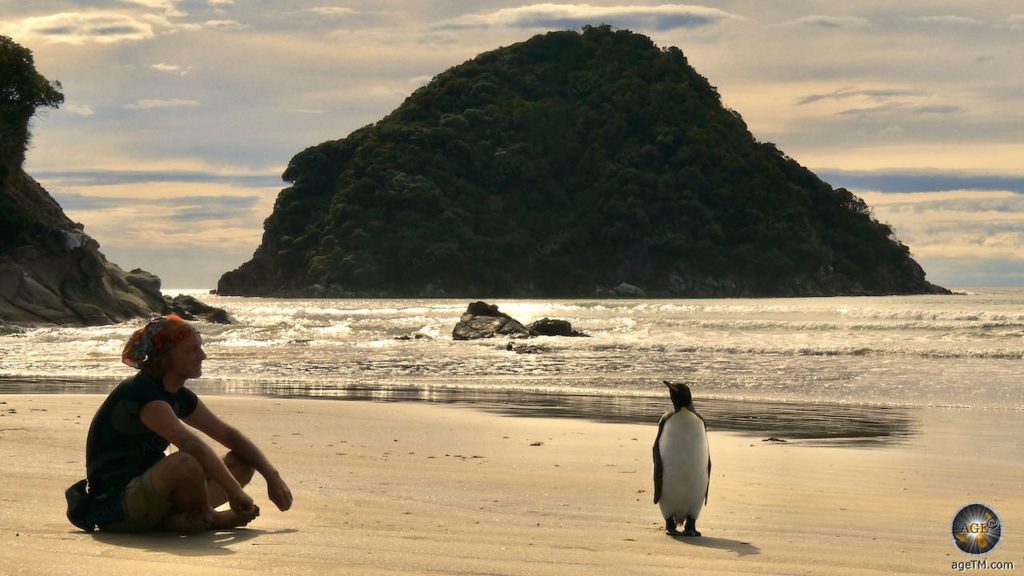 Königspinguin (Aptenodytes patagonicus) Königspinguin mit Wanderer auf Stewart Island Rakiura Neuseeland Trekking Reise