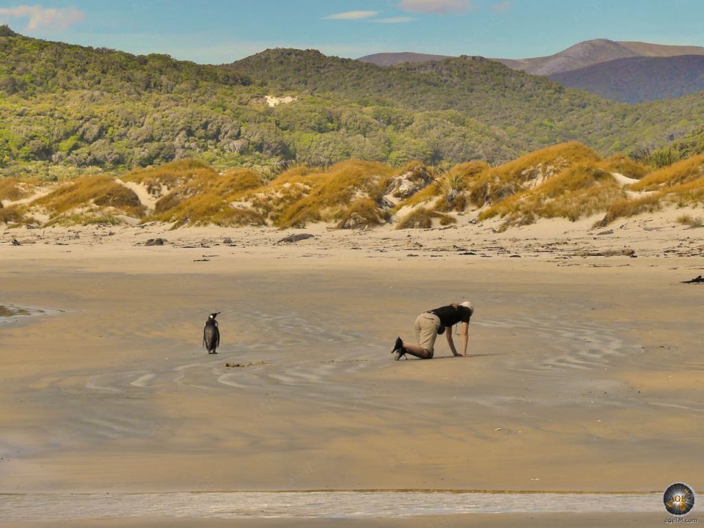 Königspinguin (Aptenodytes patagonicus) Königspinguin mit Wandererin auf Stewart Island Neuseeland Trekking Reise