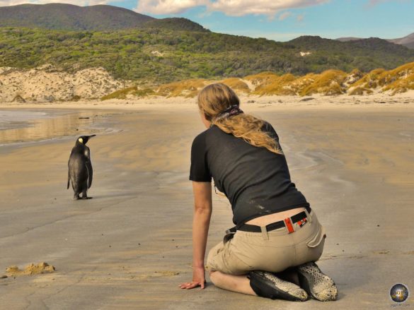 Glücksmomente mit einem Pinguin im Nirgendwo beim Trekking.