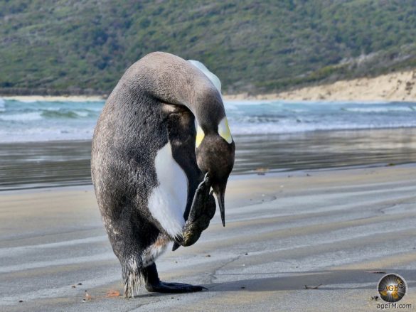 Pinguin Yoga bei der Körperpflege am Strand.