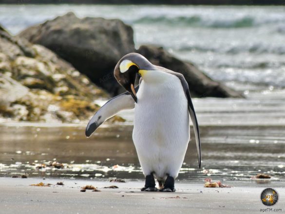 Entspannt putzt sich der Königspinguin am Strand von Stewart Island.